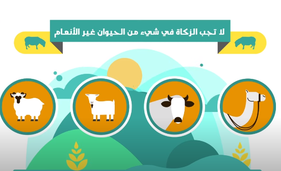 تعليمي – زكاة الحيوان